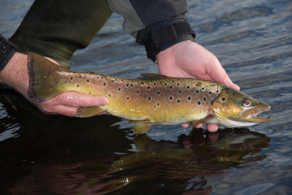 A nice brownie from a lake on Anglesey