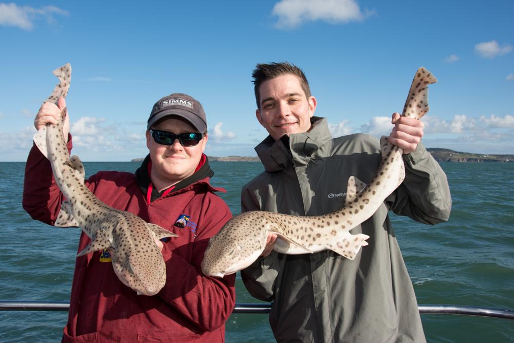 Mike (left) and Tom (right) with two cracking bull huss caught aboard Gethyn Owen's My Way