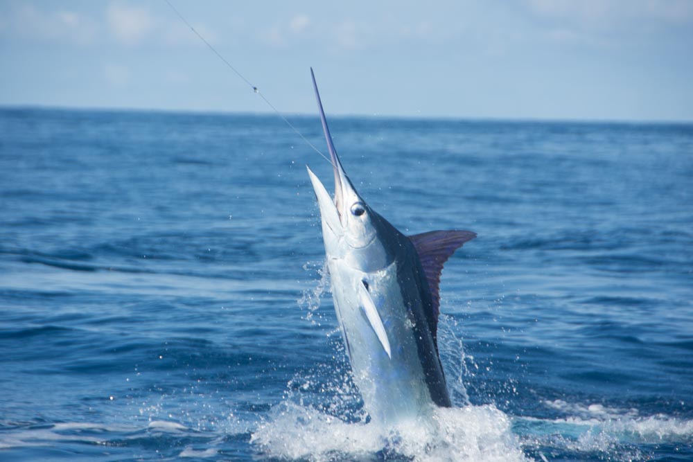 Magical leap of the blue marlin on the end of Toine van Lerlands line.