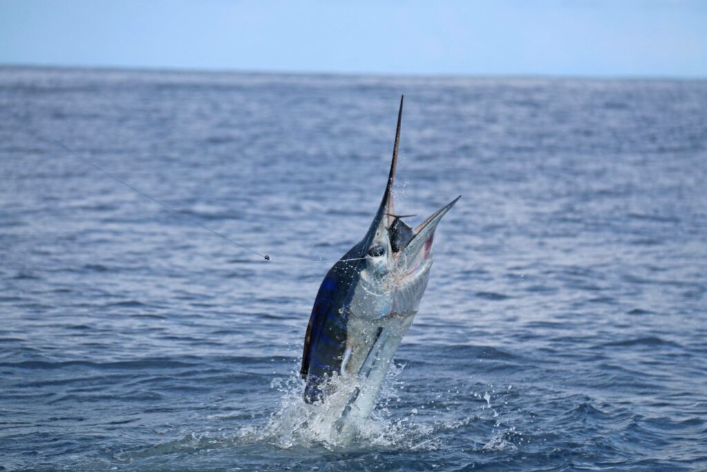 The awesome sight of my marlin jumping at the back of the boat.