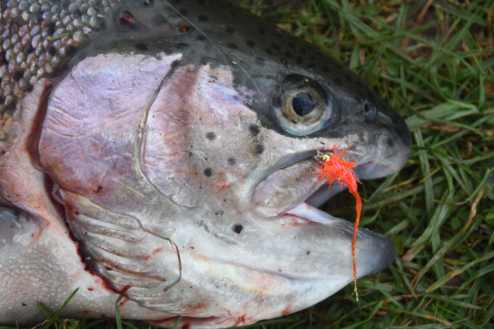 Whilst most of the fish came on Cats Whiskers, this one took an orange fly.